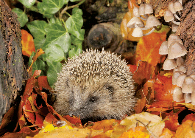 Jesienny krajobraz z jeżem